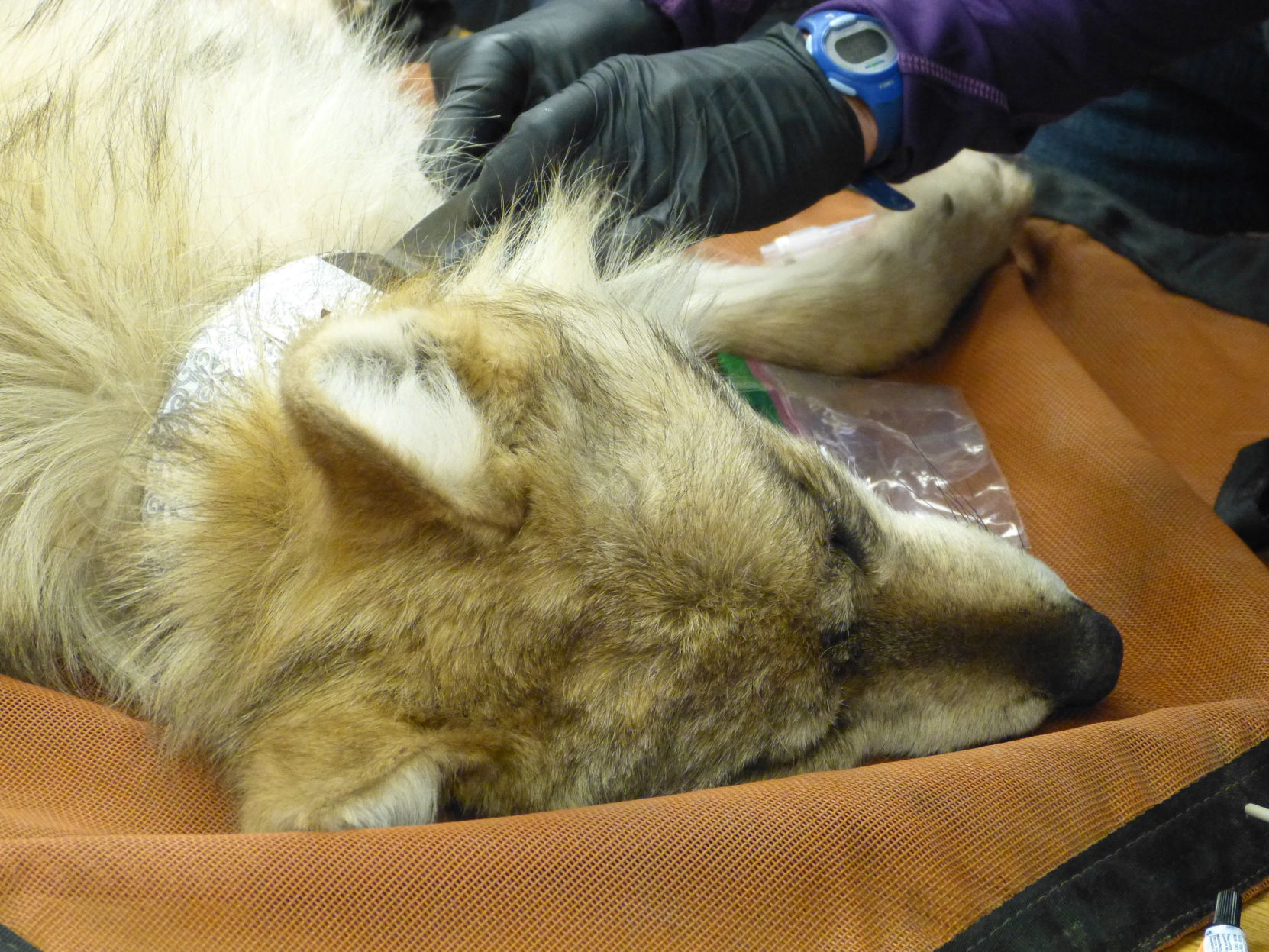 Sedated wolf